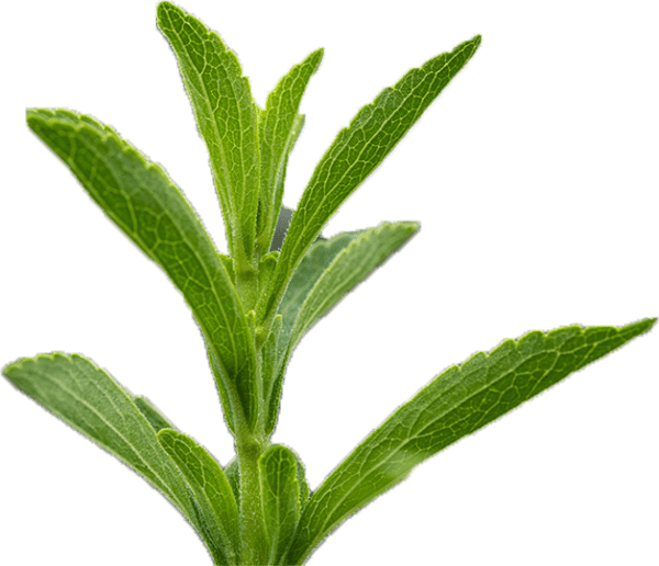 香草種苗